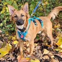 Mimo im Tierheim Sulzbach, Hund zur Adoption