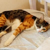 Carmela aus dem Tierschutz, Katze zur Adoption