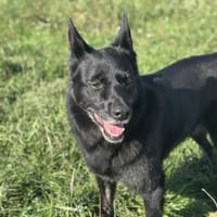 Bagiras Frauchen ist schwer krank, Hündin zur Adoption