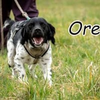 Oreo macht dein Leben knuspriger🤩, Hund zur Adoption