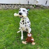 Luna sucht eine Pflegestelle/Zuhause, Hündin zur Adoption