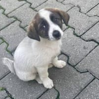 Zuckersüße  Madri sucht ihr Zuhause, Hündin zur Adoption