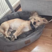 Kleiner MIO sucht ländliches Zuhause!, Hund zur Adoption