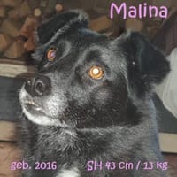 Malina (auf PS in 24601 Ruhwinkel), Hündin zur Adoption