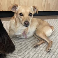 Dreibeinchen Lupine sucht ihr Zuhause, Hündin zur Adoption