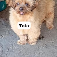 Toto bewahrte sein freundliches Wesen, Hund zur Adoption