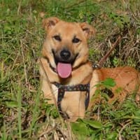 Mateo sucht Zuhause, Hund zur Adoption