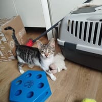 Cynthia - ruhiges Zuhause gesucht, Katze zur Adoption