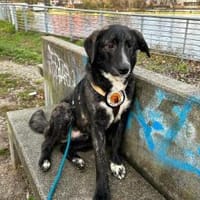 Scotty wünscht sich so sehr eine Familie, Hund zur Adoption