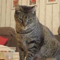 Jaela liebevolle Tigerkatze, Katze zur Adoption