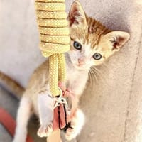 Kletterkatze Maverick sucht Zuhause!, Kater zur Adoption