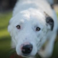 Frohnatur Atlas wartet auf dich!, Hund zur Adoption