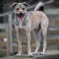 Starkes Frauchen für Milo gesucht, Hund zur Adoption