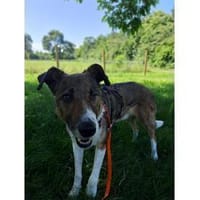 Milas  wartet in 63533 Mainhausen, Hund zur Adoption