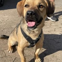 Big Mac -Charmeur su. Zuhause, Hund zur Adoption