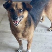 Roger/Bobi 35 cm (Pflegestelle), Hund zur Adoption