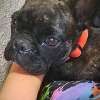 Frieda sucht ihre Familie, Hündin zur Adoption