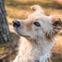 Gnocchi sucht eine aktive Familie, Hündin zur Adoption