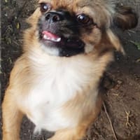 Szofi° in 61194 Niddatal **Anfragestopp*, Hündin zur Adoption