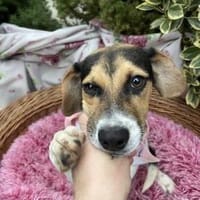 Ornella, Hündin zur Adoption