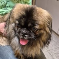 Der kleine Ricci sucht seine Familie, Hund zur Adoption