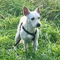 Antonino möchte Ihnen Freude bereiten, Hund zur Adoption