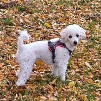 liebevolle Cookie, Hündin zur Adoption