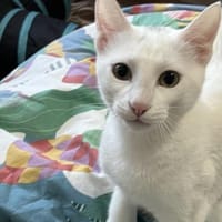 Tuffie - weiß wie Zuckerwatte, Katze zur Adoption