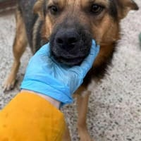 FRANZL - liebe Zuckerschnute, Hund zur Adoption