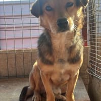 BENJI - kleiner, süßer Hundeschatz, Hund zur Adoption