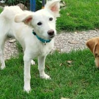 Bezaubernde kleine Belka sucht ihre Fam., Hündin zur Adoption