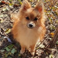 Lidia° in 86529 Schrobenhausen, Hündin zur Adoption