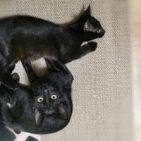 Pan & Persus suchen DICH!, Kater zur Adoption