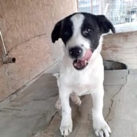 Bebo  38 cm (Pflegestelle), Hund zur Adoption