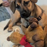 Matcha sucht liebevolles zu Hause, Hündin zur Adoption