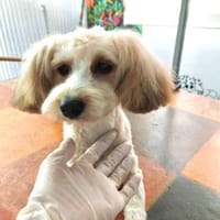 Cream in 42859 Remscheid, Hündin zur Adoption