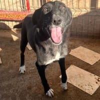 RUNA sucht ein Zuhause, Hündin zur Adoption