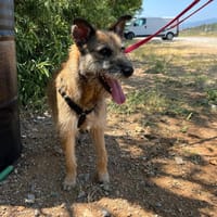 Milli, Terriermix-Hündin auf Heimatsuche, Hündin zur Adoption