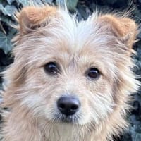 Matteo - süßer Struppi, Hund zur Adoption