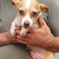 Candy auf Pflegestelle in 85134 Stammham, Hündin zur Adoption