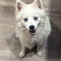 Luna auf PS in 77776 Bad Rippoldsau, Hündin zur Adoption