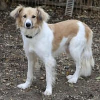 NOAH - sanfter Rüde, Hund zur Adoption