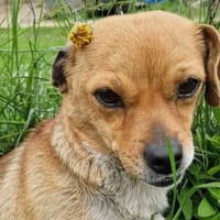 Nicki sucht dich, Hündin zur Adoption