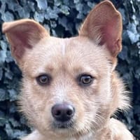 Marinik - noch ein Angsthäschen, Hund zur Adoption