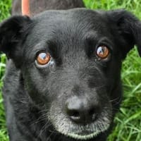 Uma - liebe Maus sucht ruhiges Zuhause, Hündin zur Adoption