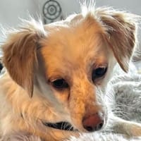 Rebell, geb 03/23, 79576 Weil am Rhein, Hündin zur Adoption