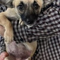 Lilly 34 cm (Pflegestelle), Hündin zur Adoption