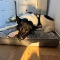 ausgeglichene Dulce sucht ihr Glück, Hündin zur Adoption