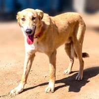 Rookie - freundlich und intelligent, Hund zur Adoption