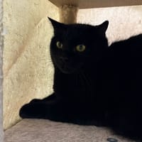 YONA, chatte à adopter